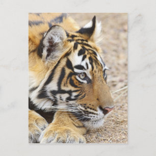 Cartão Postal Retrato do tigre de Bengal real, Ranthambhor 3