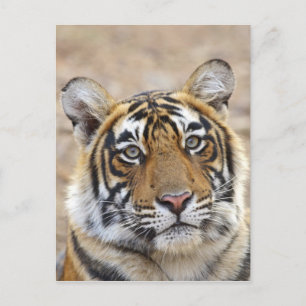Cartão Postal Retrato do Tigre-de-bengala-real, Ranthambhor