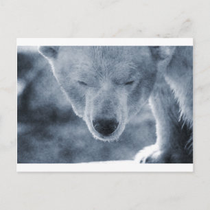 Cartão Postal Retrato do Urso Polar