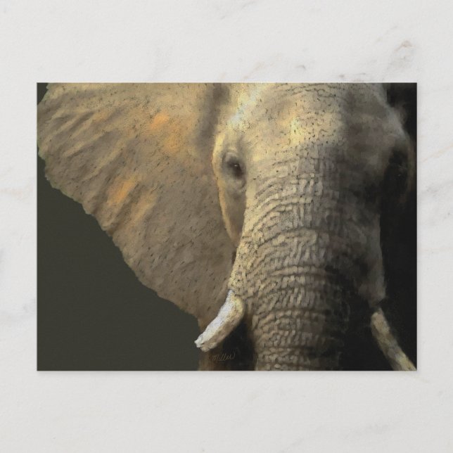 Cartão Postal Retrato Elefante (Frente)