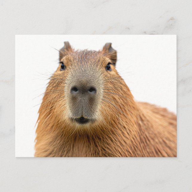 Cartão Postal Retrato em Close-Up de Capivara (Frente)