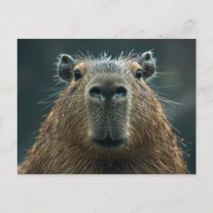 Cartão Postal Retrato em Close-Up de Capivara