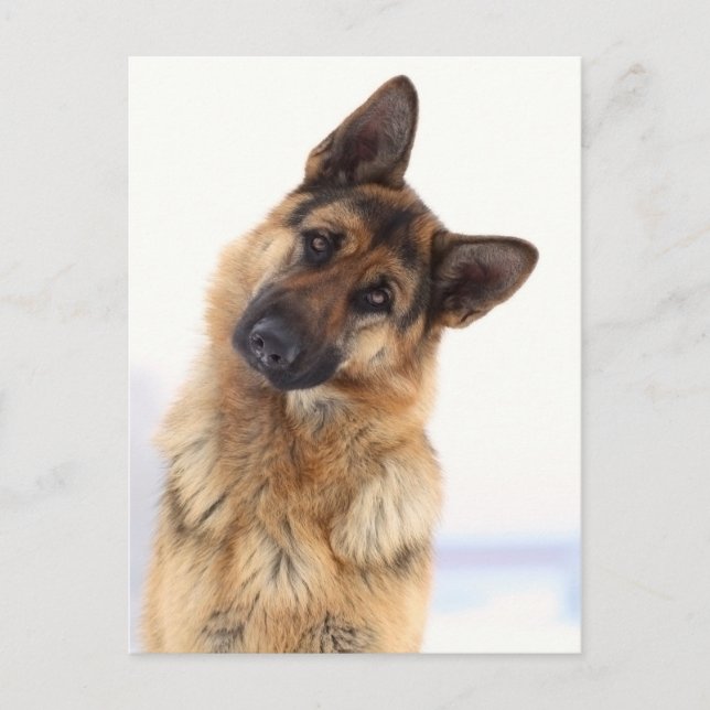 Cartão Postal Retrato engraçado e adorável do german shepherd (Frente)