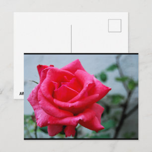 Cartão Postal Retrato Floral Rosa Cor-de-Rosa
