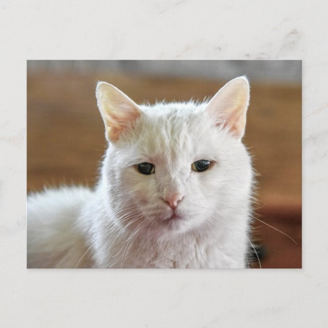 Cartão Postal Retrato Gato de Angora Turca Branca (Frente)