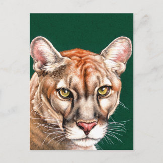 Cartão Postal Retrato Panther