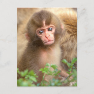 Cartão Postal Retrato para Bebê Macaco Neve