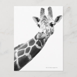 Cartão Postal Retrato preto e branco de uma girafa
