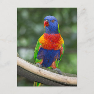 Cartão Postal Retrato Rainbow Lorikeet