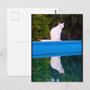 Cartão Postal Retrato Reflexo de um Gato Branco