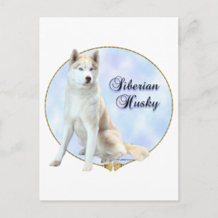 Cartão Postal Retrato Siberian Husky