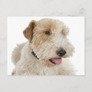 Cartão Postal Retrato Studio de um filhote de Wheaten terrier