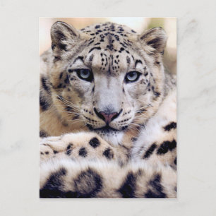 Cartão Postal Retrato surpreendente do leopardo-da-neve