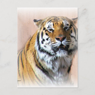 Cartão Postal Retrato Tiger