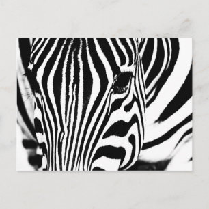 Cartão Postal Retrato zebra preto e branco
