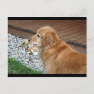 Cartão Postal Retriever de ouro