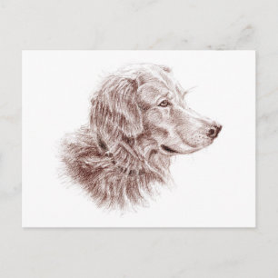 Cartão Postal Retriever de ouro