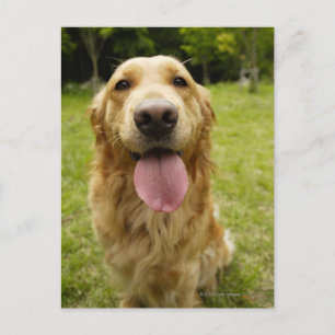 Cartão Postal Retriever de ouro 4