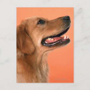 Cartão Postal Retriever de ouro 7