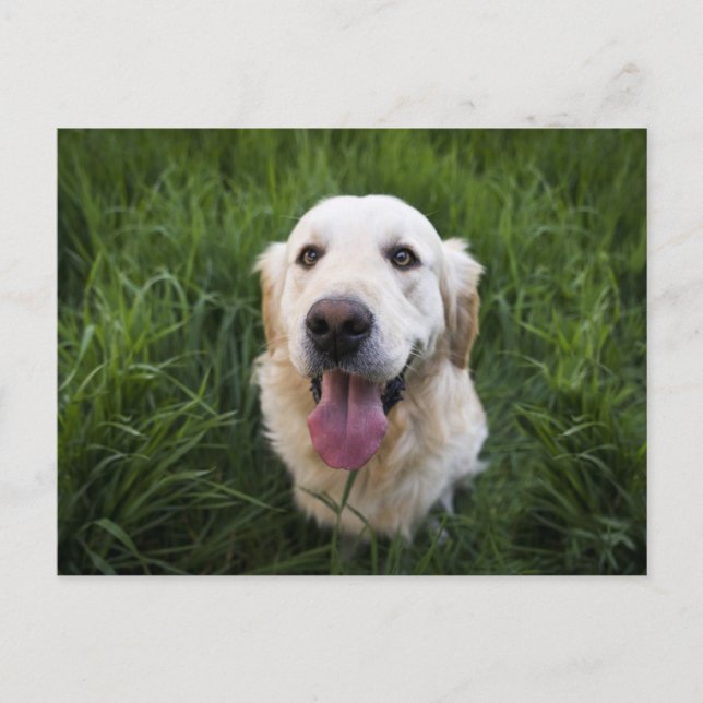 Cartão Postal Retriever de Ouro sorridente (Frente)