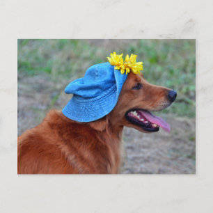 Cartão Postal Retriever de Ouro sorridente no Chapéu