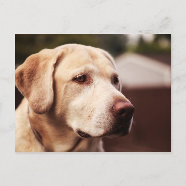 Cartão Postal Retriever Labrador (Frente)