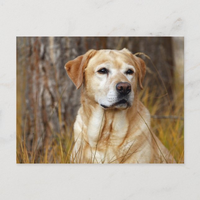 Cartão Postal retriever labrador amarelo (Frente)