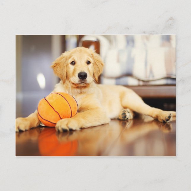 Cartão Postal Retriever ouro Com Brinquedo De Basquete (Frente)