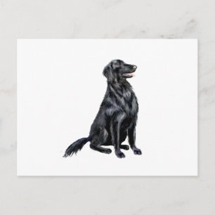 Cartão Postal Retriever Revestido Plano (B)