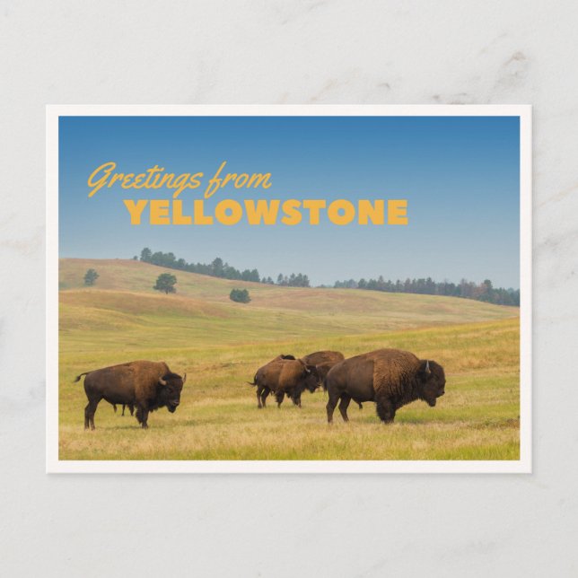 Cartão Postal Retro Yellowstone Greetings Bison Grazing Blank (Frente)