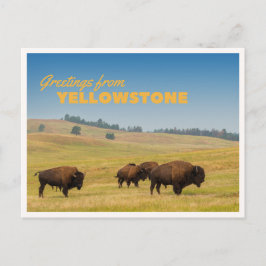 Cartão Postal Retro Yellowstone Saudações Bisonte Pastando Cober