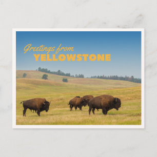 Cartão Postal Retro Yellowstone Saudações Bisonte Pastando Cober