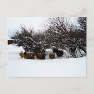 Cartão Postal Reunindo o bando na neve