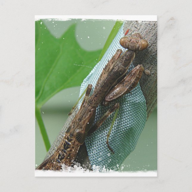Cartão Postal Rezando Inseto Mantis (Frente)