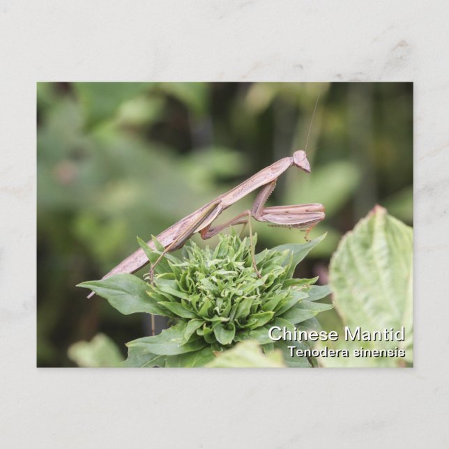 Cartão Postal Rezando Mantis (Frente)
