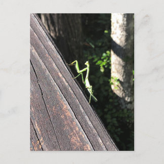 Cartão Postal Rezando Mantis