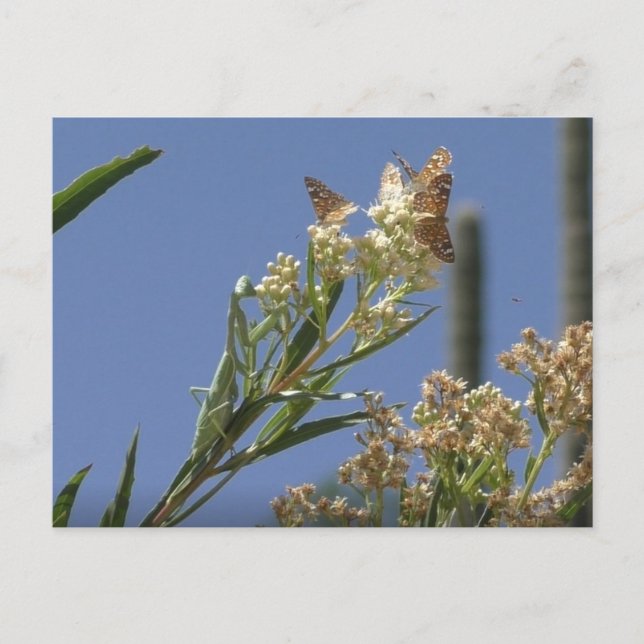 Cartão Postal Rezando Mantis Caçando Borboletas (Frente)