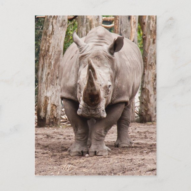 Cartão Postal Rhino (Frente)