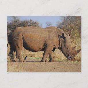 Cartão Postal Rhino