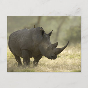 Cartão Postal Rhino