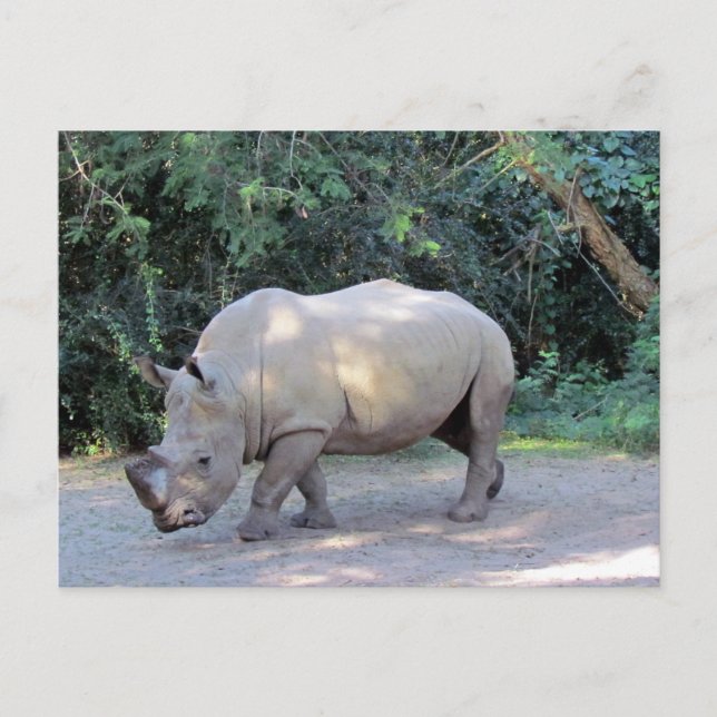 Cartão postal Rhino (Frente)