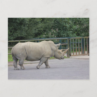 Cartão Postal Rhino