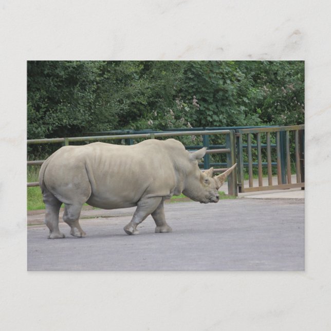 Cartão Postal Rhino (Frente)