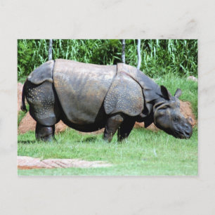 Cartão Postal Rhino4x6 Indiano