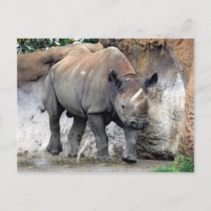 Cartão Postal rhino Black4x6