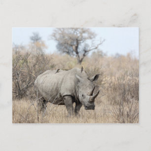 Cartão Postal Rhino Branco