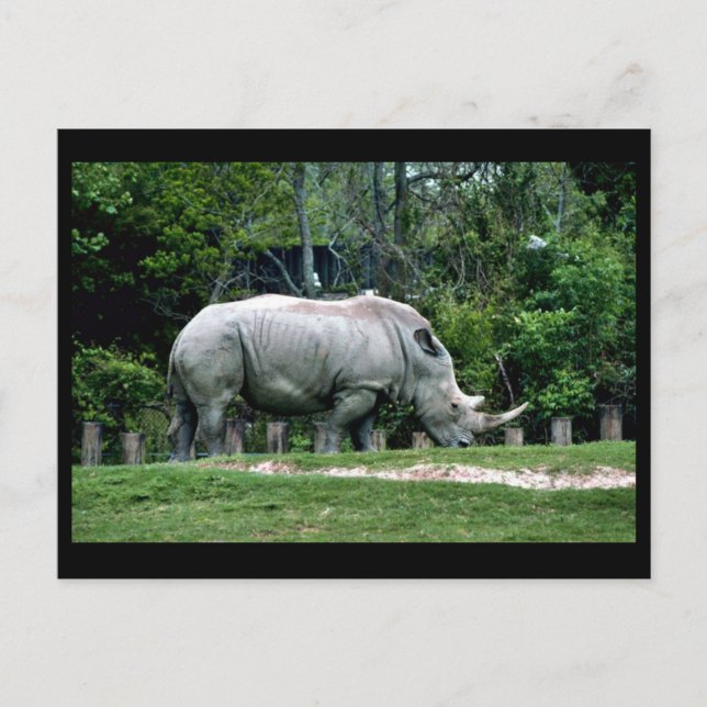 Cartão Postal Rhino Branco (Frente)
