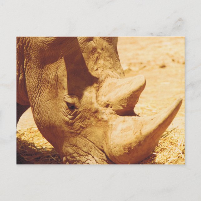 Cartão Postal Rhinoceronte Love (Frente)