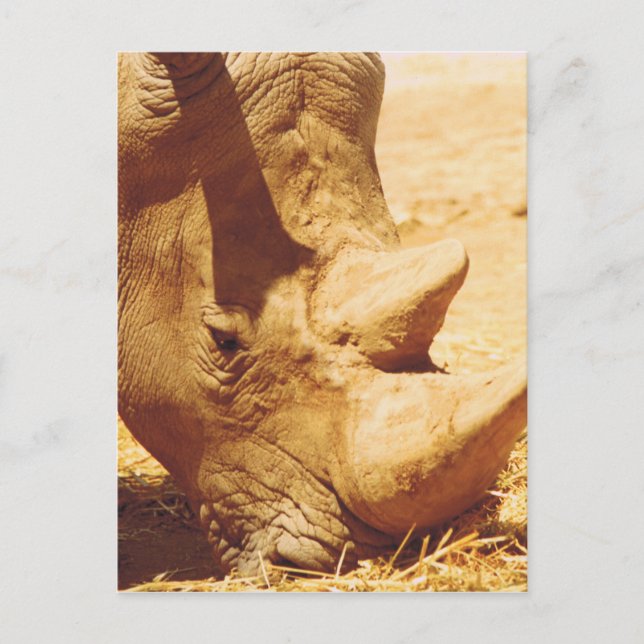 Cartão Postal Rhinoceronte Love (Frente)