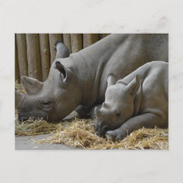 Cartão Postal Rhinoceros  